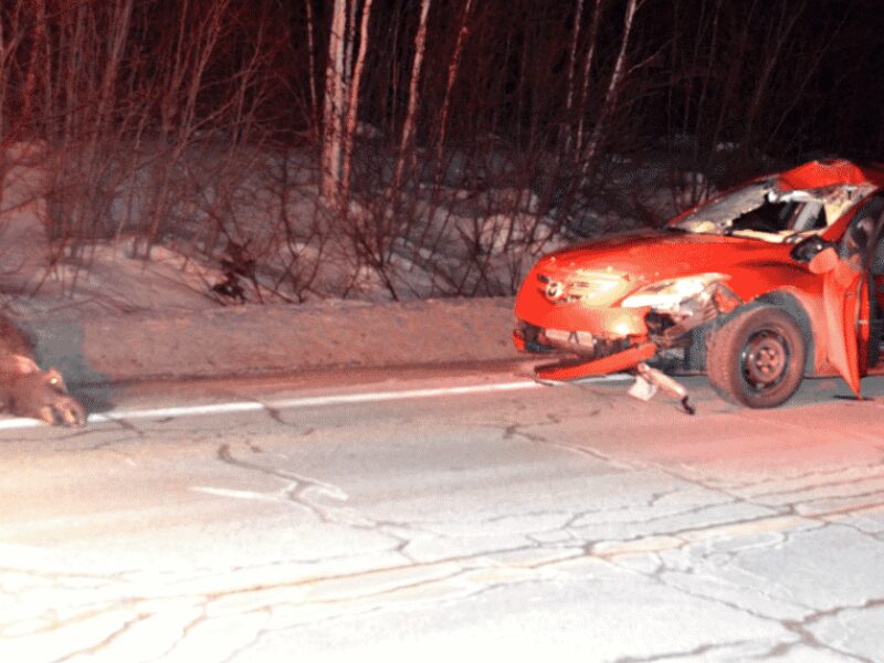 Collision avec un orignal sur la route 395