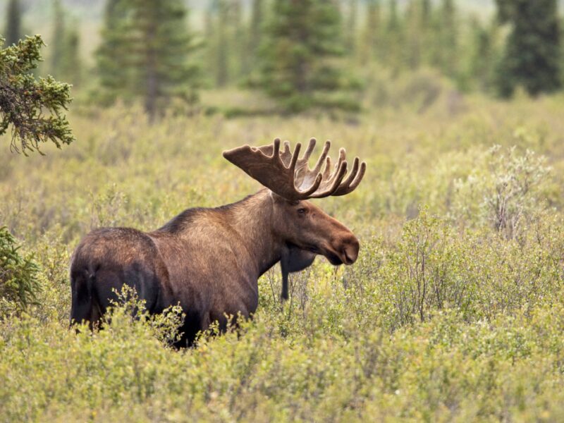 Pour une saison de chasse sécuritaire