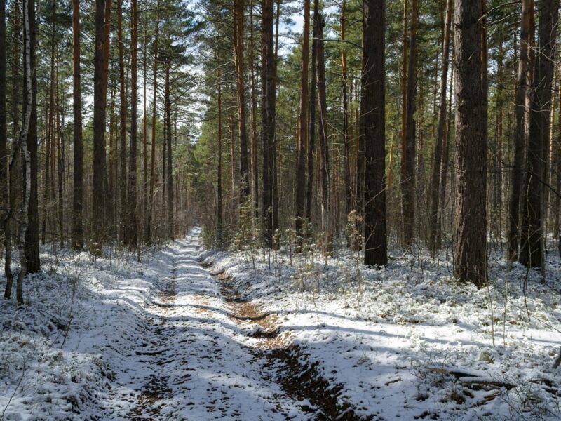 Projet de loi 97 : Nos forêts au cœur du débat