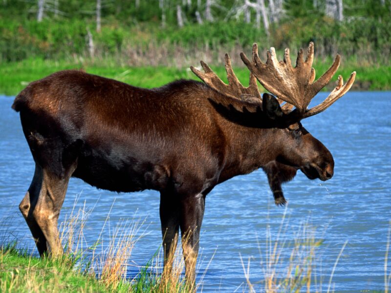 Plan de gestion de l'orignal : La rumeur d'un tirage au sort inquiète les chasseurs