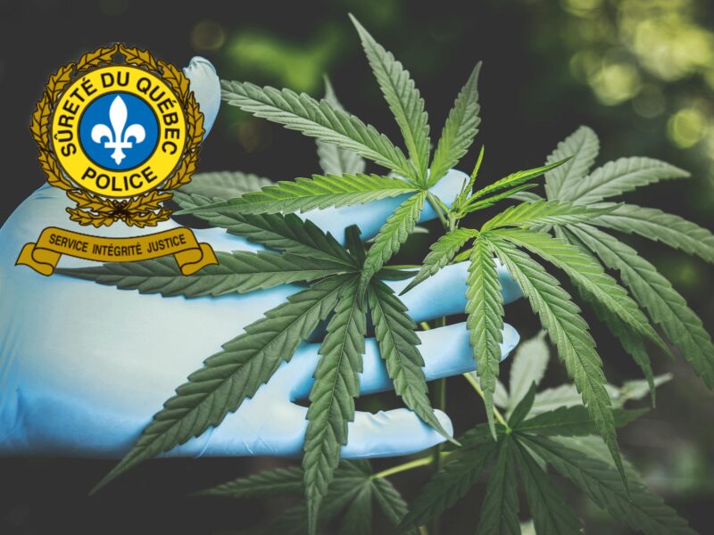 Saisie de cannabis et arrestation à Notre-Dame-du-Nord