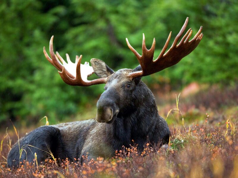 Conseils de santé et sécurité pour la saison de la chasse