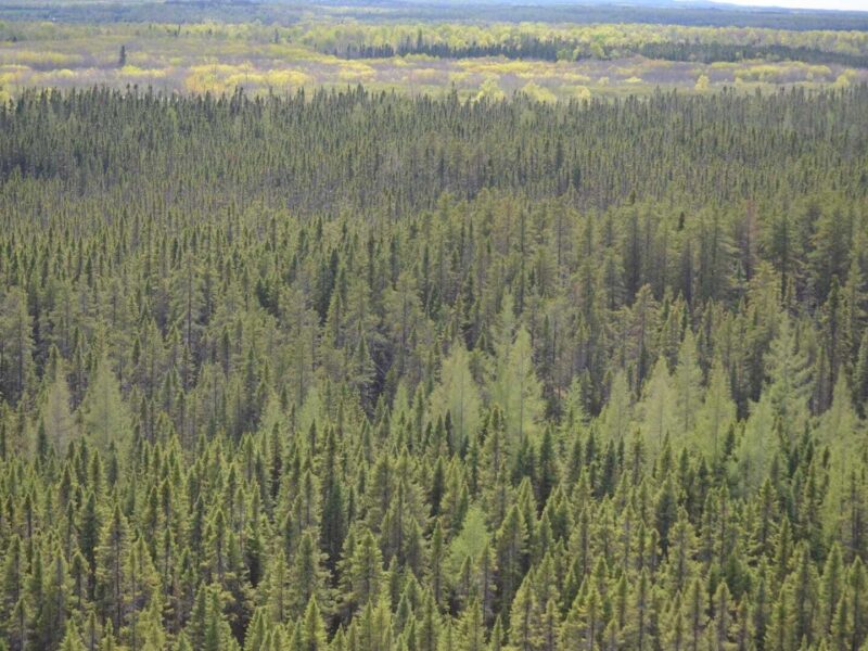 Consultations sur les activités forestières dans le Nord-du-Québec