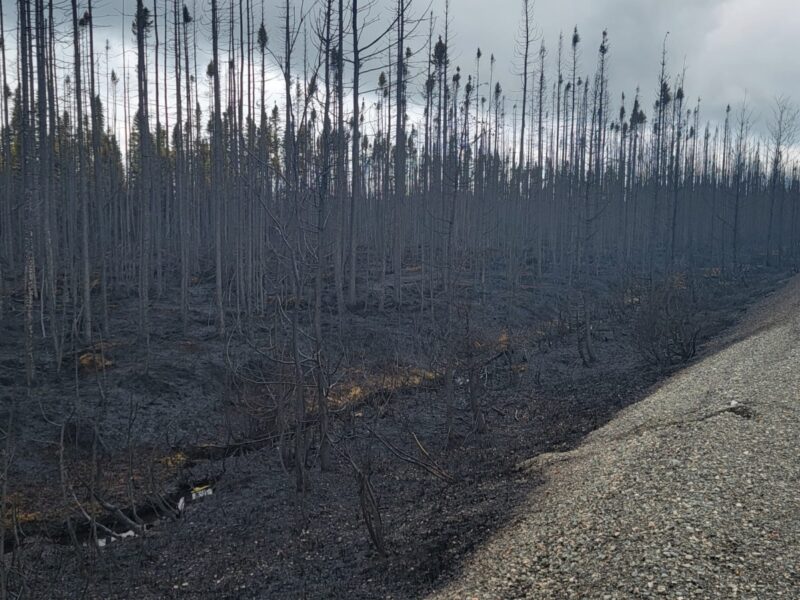 L’incendie de forêt à Landrienne est contenu