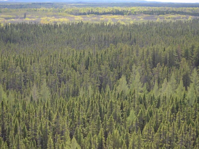 Inquiétudes par rapport aux forêts : un 79e congrès de l’AFAT à Rouyn-Noranda