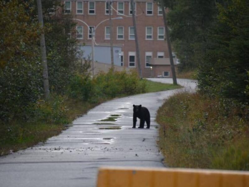 Un ours à Amos